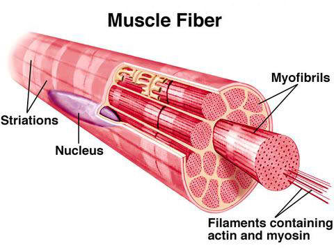 muscle fiber structure