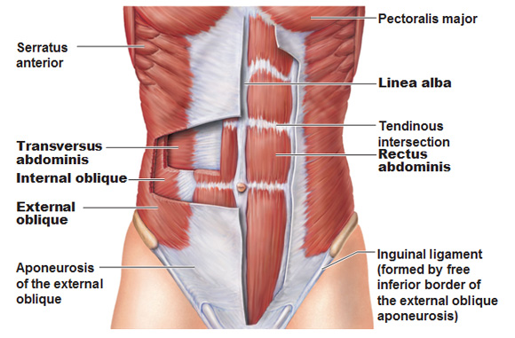 Muscle of abdominal